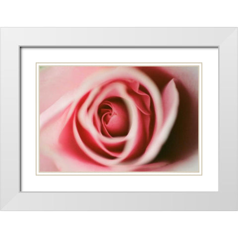 Pink Rose White Modern Wood Framed Art Print with Double Matting by Berzel, Erin