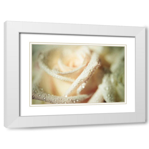 White Rose White Modern Wood Framed Art Print with Double Matting by Berzel, Erin