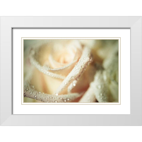 White Rose White Modern Wood Framed Art Print with Double Matting by Berzel, Erin