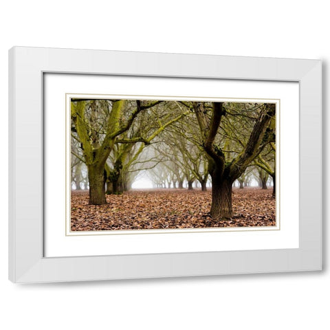Hazel Tree Grove I White Modern Wood Framed Art Print with Double Matting by Berzel, Erin