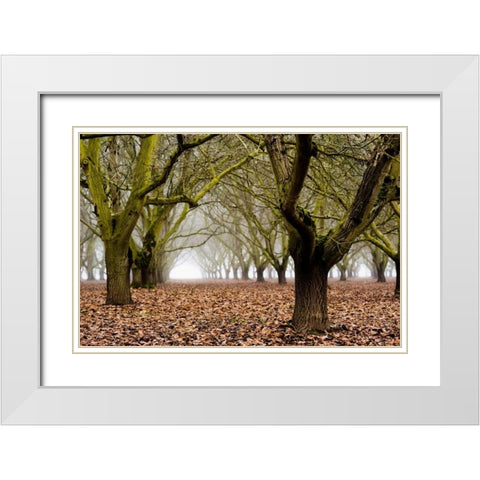 Hazel Tree Grove I White Modern Wood Framed Art Print with Double Matting by Berzel, Erin