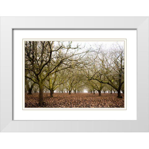 Hazel Tree Grove II White Modern Wood Framed Art Print with Double Matting by Berzel, Erin