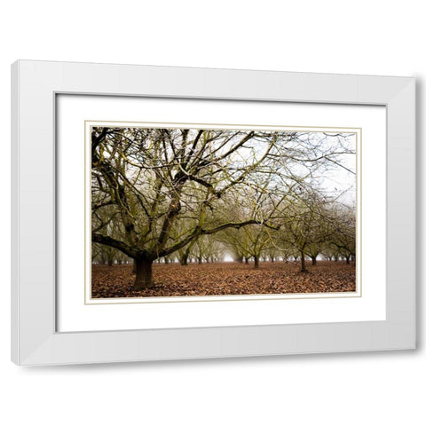 Hazel Tree Grove III White Modern Wood Framed Art Print with Double Matting by Berzel, Erin