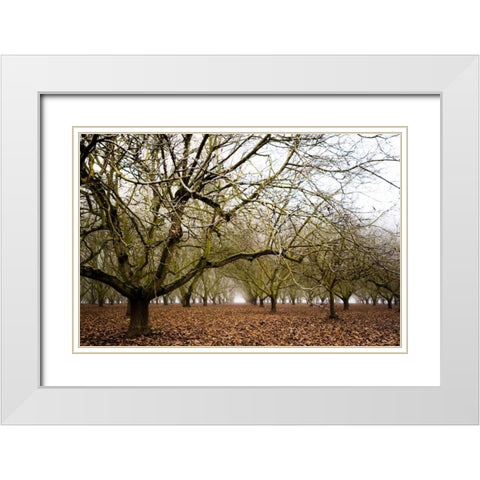 Hazel Tree Grove III White Modern Wood Framed Art Print with Double Matting by Berzel, Erin