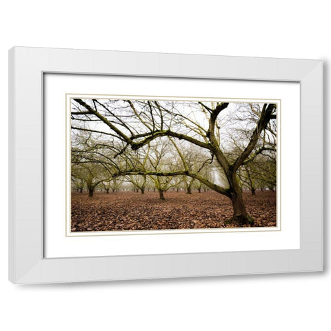 Hazel Tree Grove IV White Modern Wood Framed Art Print with Double Matting by Berzel, Erin