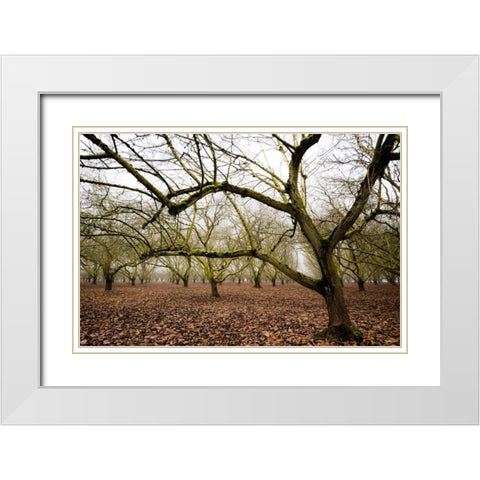Hazel Tree Grove IV White Modern Wood Framed Art Print with Double Matting by Berzel, Erin