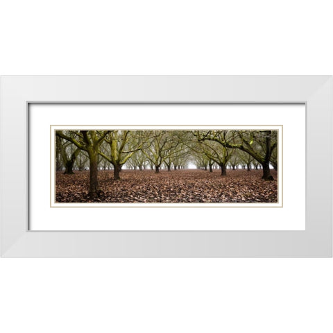 Hazel Tree Grove Pano I White Modern Wood Framed Art Print with Double Matting by Berzel, Erin