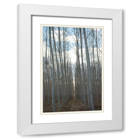 Pacific Albus Grove White Modern Wood Framed Art Print with Double Matting by Berzel, Erin