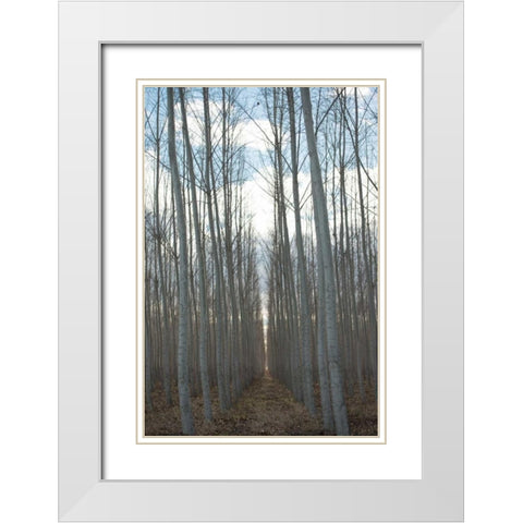 Pacific Albus Grove White Modern Wood Framed Art Print with Double Matting by Berzel, Erin