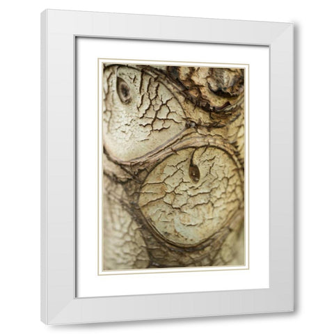 Bark Detail White Modern Wood Framed Art Print with Double Matting by Berzel, Erin