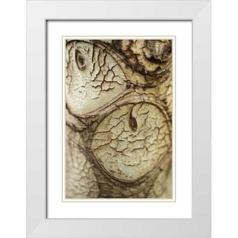 Bark Detail White Modern Wood Framed Art Print with Double Matting by Berzel, Erin