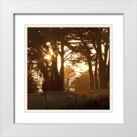 Cypress Sunset White Modern Wood Framed Art Print with Double Matting by Crane, Rita