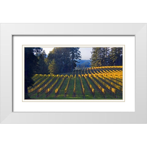 Golden Rows III White Modern Wood Framed Art Print with Double Matting by Crane, Rita