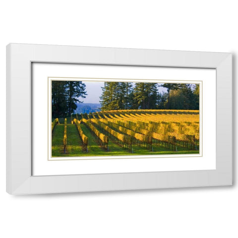 Golden Rows IV White Modern Wood Framed Art Print with Double Matting by Crane, Rita