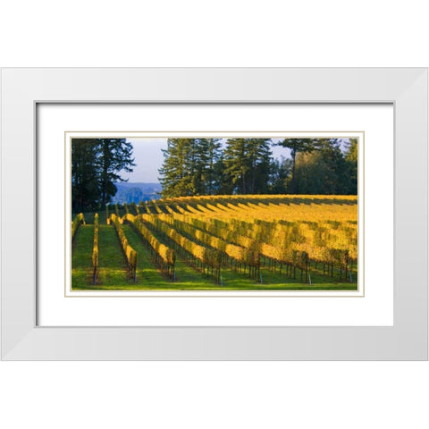 Golden Rows IV White Modern Wood Framed Art Print with Double Matting by Crane, Rita