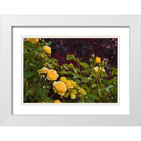 Garden Glimpse V White Modern Wood Framed Art Print with Double Matting by Crane, Rita