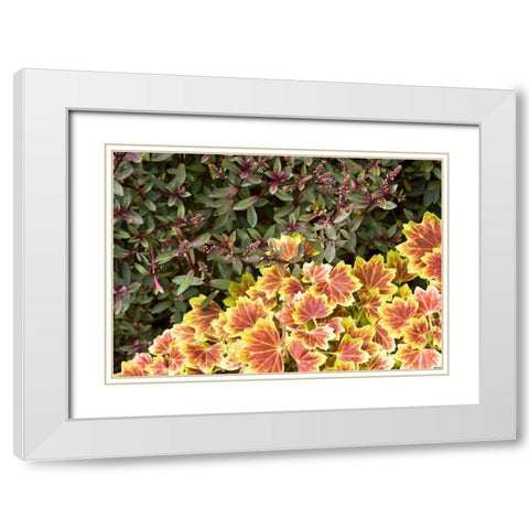 Garden Glimpse IX White Modern Wood Framed Art Print with Double Matting by Crane, Rita