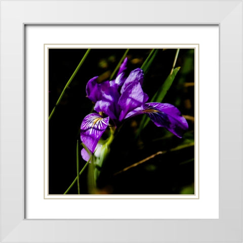 Wild Iris II White Modern Wood Framed Art Print with Double Matting by Crane, Rita