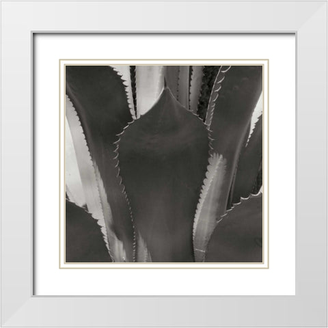 Agave II White Modern Wood Framed Art Print with Double Matting by Crane, Rita