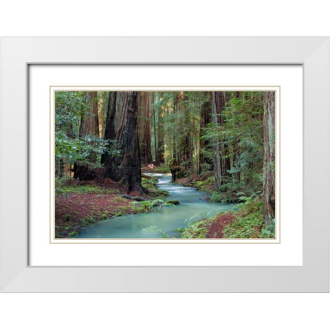 Redwood Forest II White Modern Wood Framed Art Print with Double Matting by Crane, Rita