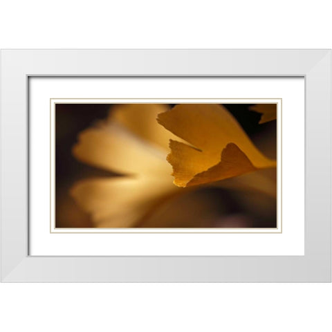 Gingko Leaves I White Modern Wood Framed Art Print with Double Matting by Crane, Rita