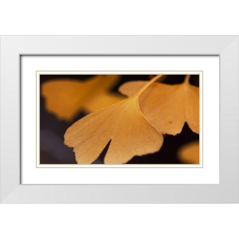 Gingko Leaves II White Modern Wood Framed Art Print with Double Matting by Crane, Rita