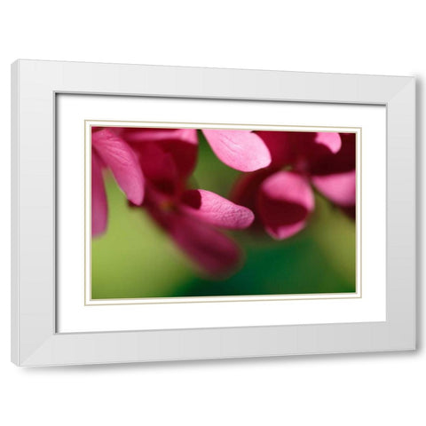 Pink Hydrangeas II White Modern Wood Framed Art Print with Double Matting by Crane, Rita