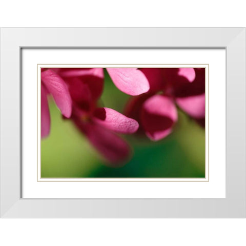 Pink Hydrangeas II White Modern Wood Framed Art Print with Double Matting by Crane, Rita
