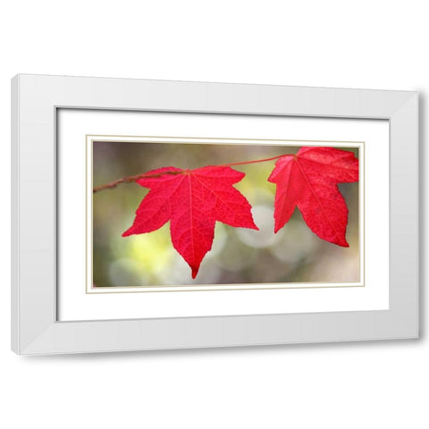 Festive Maple II White Modern Wood Framed Art Print with Double Matting by Crane, Rita