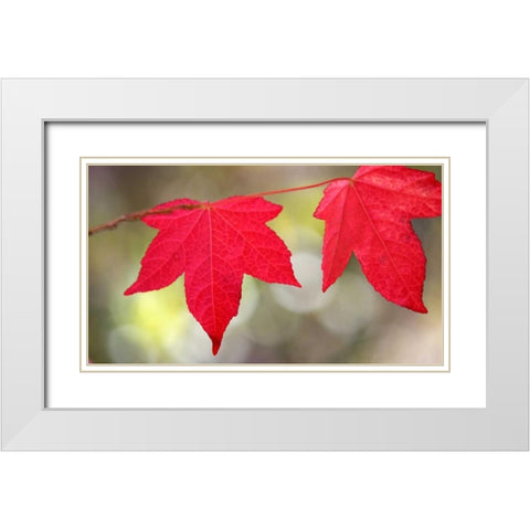 Festive Maple II White Modern Wood Framed Art Print with Double Matting by Crane, Rita