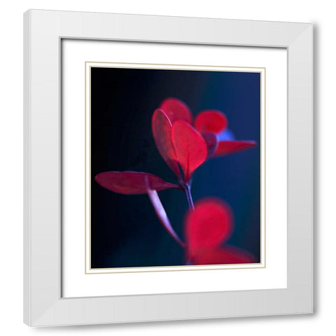 Dancing Blue and Red II White Modern Wood Framed Art Print with Double Matting by Crane, Rita