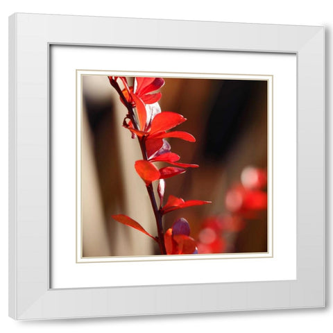 Red Leaves I White Modern Wood Framed Art Print with Double Matting by Crane, Rita