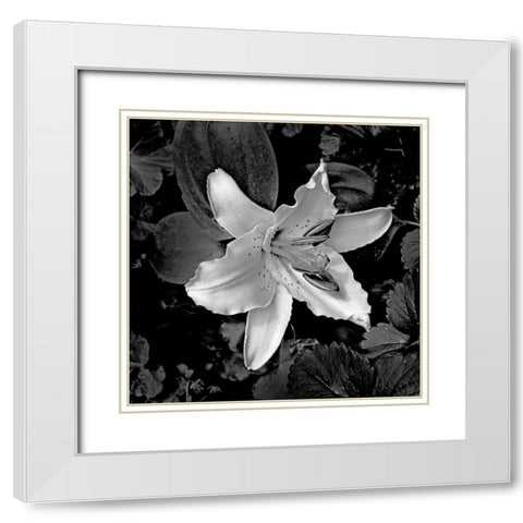 White Lily I White Modern Wood Framed Art Print with Double Matting by Crane, Rita