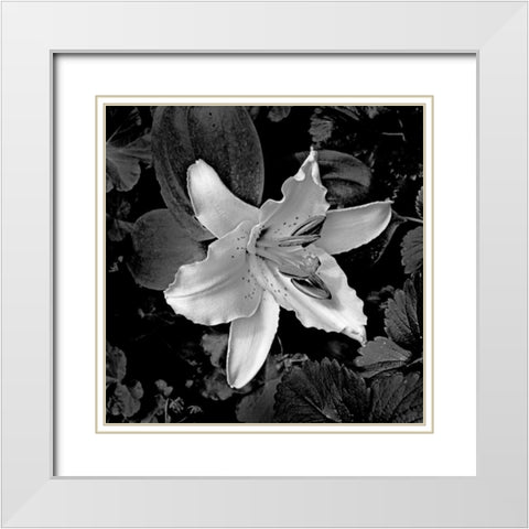 White Lily I White Modern Wood Framed Art Print with Double Matting by Crane, Rita