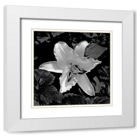 White Lily II White Modern Wood Framed Art Print with Double Matting by Crane, Rita