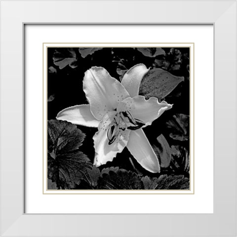 White Lily II White Modern Wood Framed Art Print with Double Matting by Crane, Rita