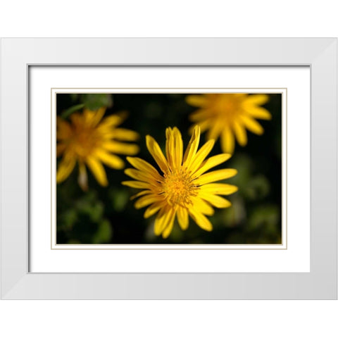 Celebration II White Modern Wood Framed Art Print with Double Matting by Crane, Rita