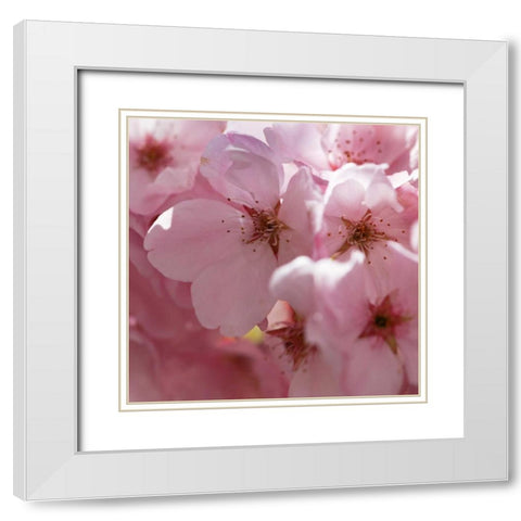 Sunny Blossoms II White Modern Wood Framed Art Print with Double Matting by Crane, Rita
