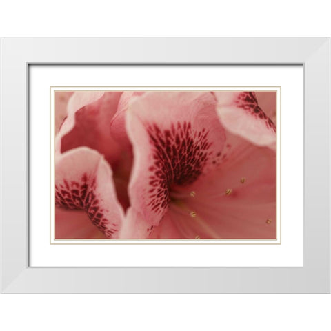Tender Petals II White Modern Wood Framed Art Print with Double Matting by Crane, Rita