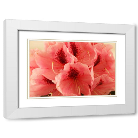 Delicate Petals II White Modern Wood Framed Art Print with Double Matting by Crane, Rita