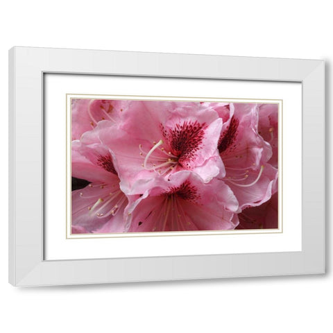 Pink Rhododendron II White Modern Wood Framed Art Print with Double Matting by Crane, Rita