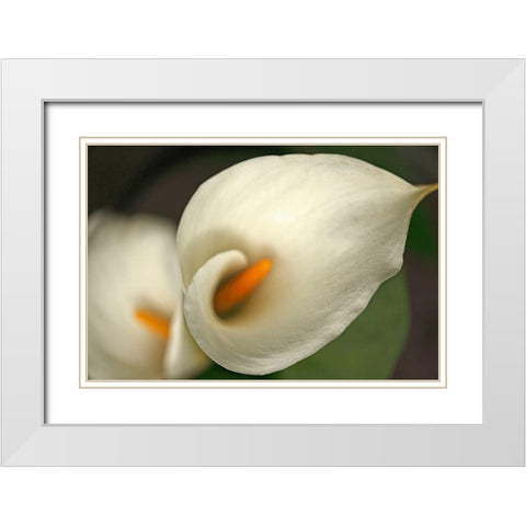 Calla Lilies V White Modern Wood Framed Art Print with Double Matting by Crane, Rita
