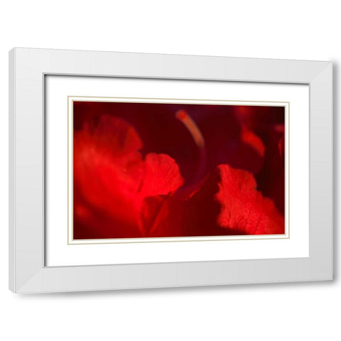 Crimson Petals I White Modern Wood Framed Art Print with Double Matting by Crane, Rita