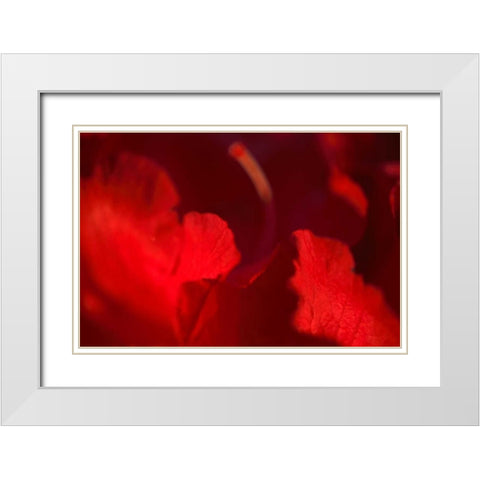 Crimson Petals I White Modern Wood Framed Art Print with Double Matting by Crane, Rita