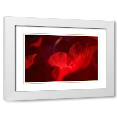 Crimson Petals II White Modern Wood Framed Art Print with Double Matting by Crane, Rita