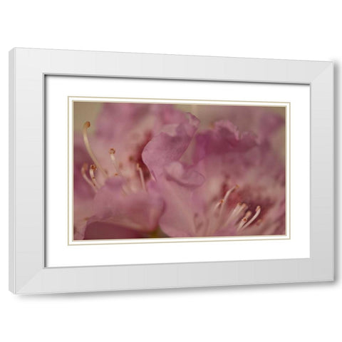 Soft Petals II White Modern Wood Framed Art Print with Double Matting by Crane, Rita