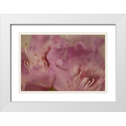 Soft Petals II White Modern Wood Framed Art Print with Double Matting by Crane, Rita