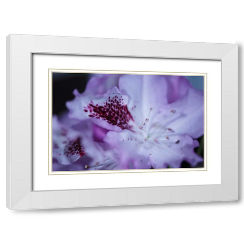 Lavender Rhodies II White Modern Wood Framed Art Print with Double Matting by Crane, Rita