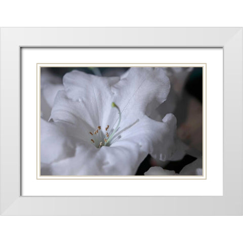 Delicate Blossoms I White Modern Wood Framed Art Print with Double Matting by Crane, Rita