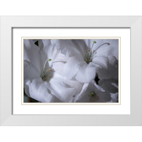 Delicate Blossoms II White Modern Wood Framed Art Print with Double Matting by Crane, Rita